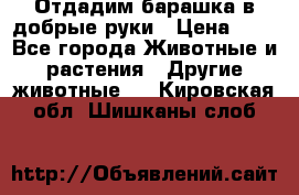 Отдадим барашка в добрые руки › Цена ­ 1 - Все города Животные и растения » Другие животные   . Кировская обл.,Шишканы слоб.